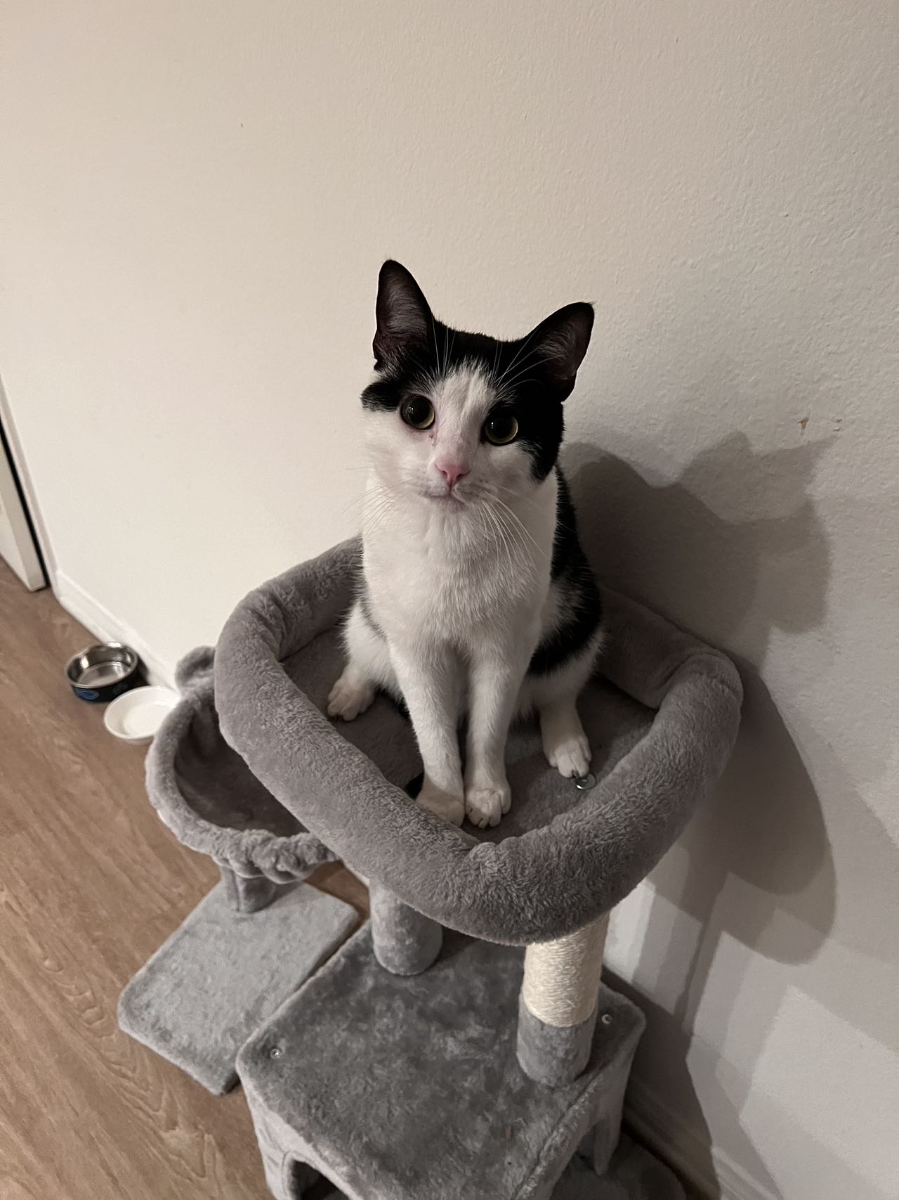 Suki, a black-and-white cat